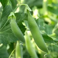Sugar Snap Peas — Photo 1