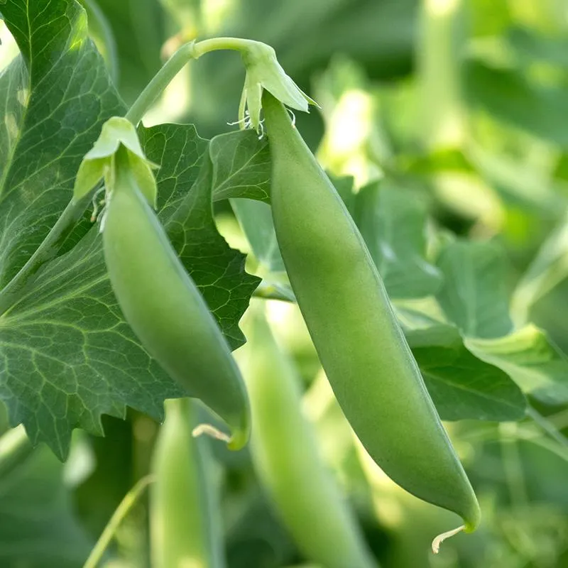 Sugar Snap Peas — Photo 1
