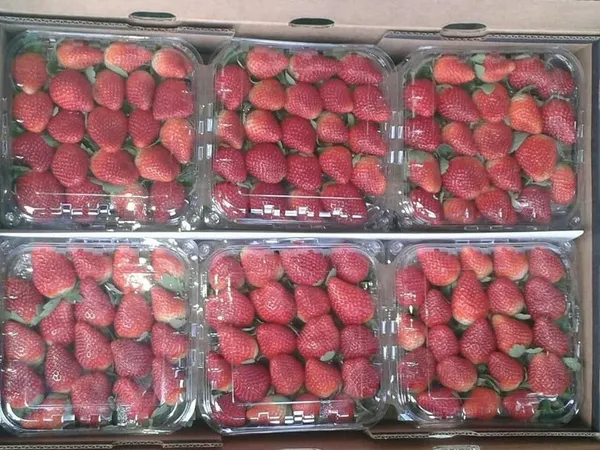 Strawberries — Photo 2