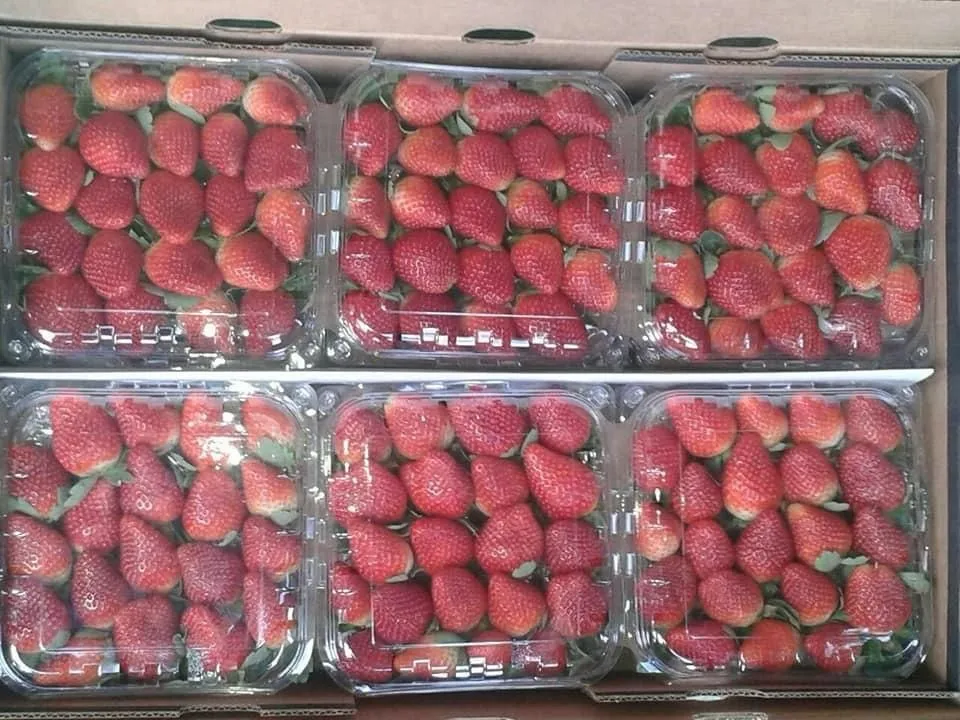 Strawberries — Photo 2