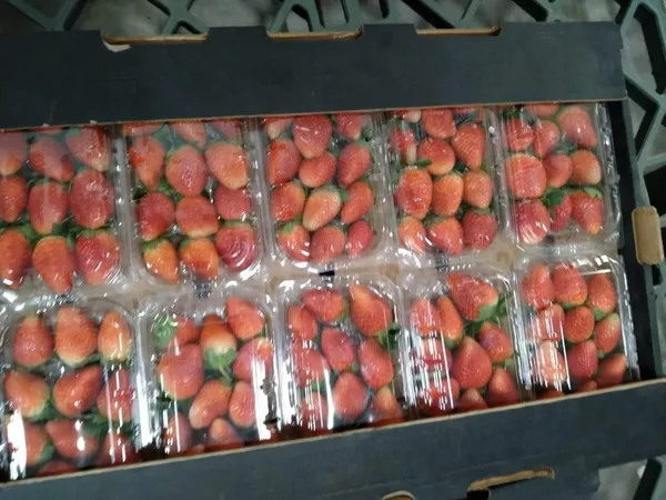 Strawberries — Photo 3