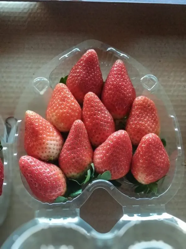 Strawberries — Photo 4