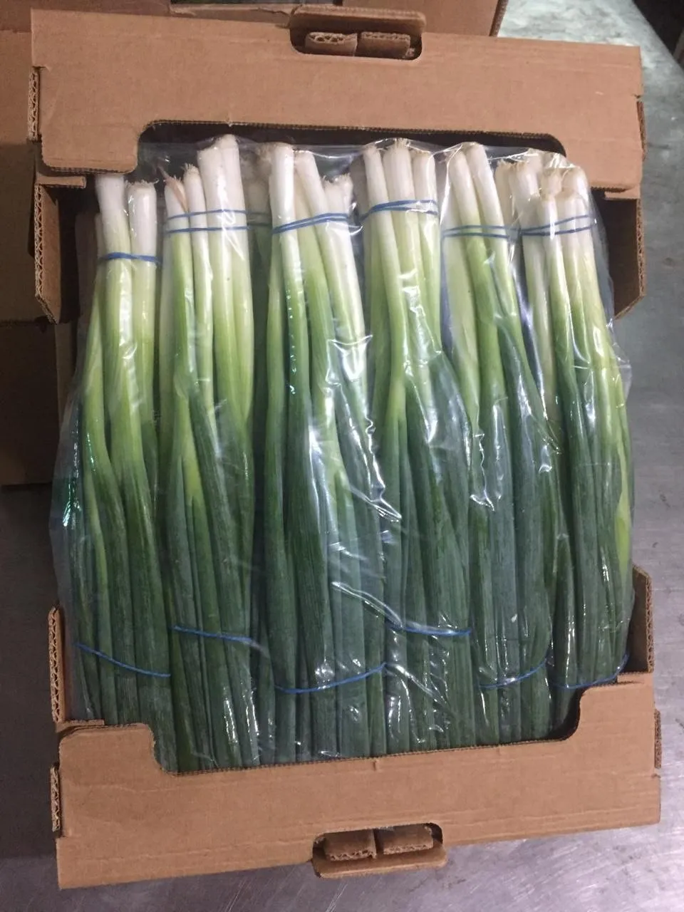 Spring Onions — Photo 1