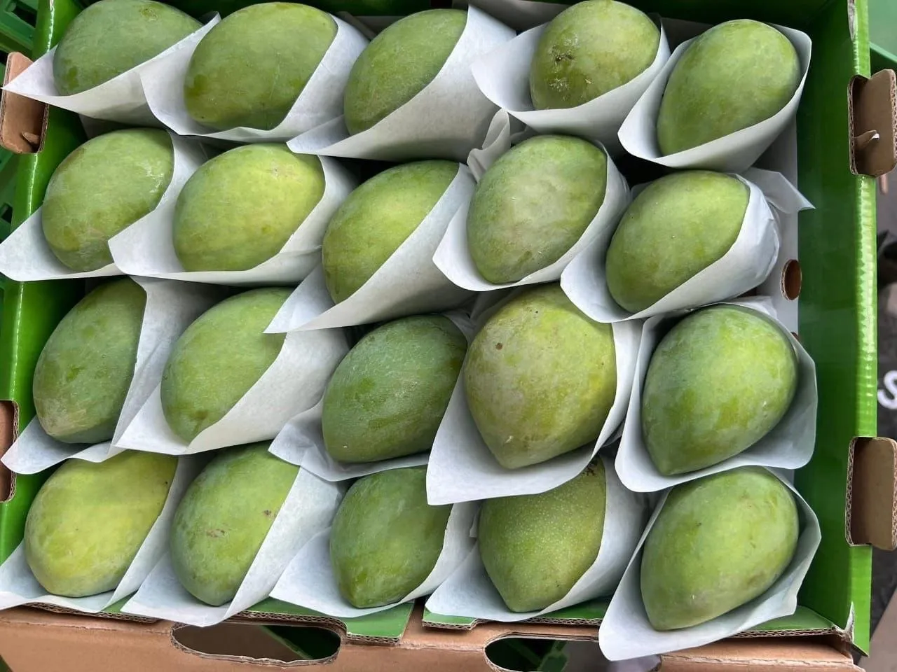 Mango — Photo 1