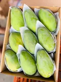 Mango — Photo 3