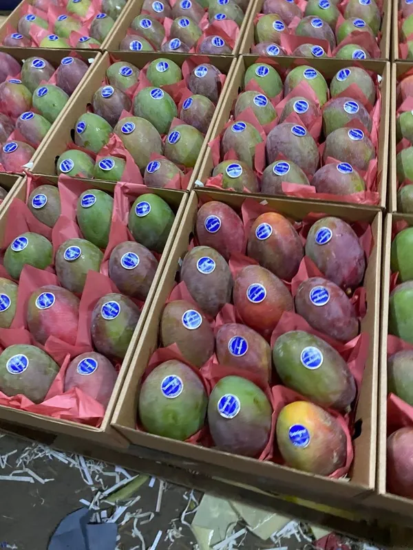 Mango — Photo 4