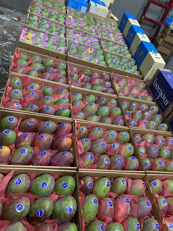 Mango — Photo 5