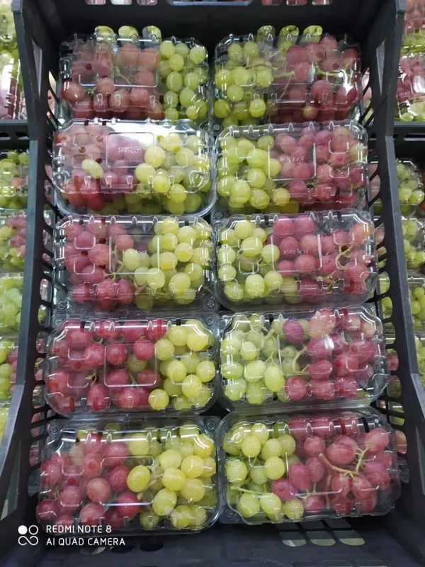 Table Grapes — Photo 1