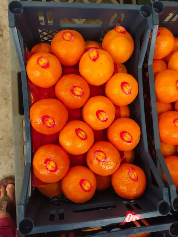 Oranges — Photo 3