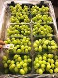 Table Grapes — Photo 2