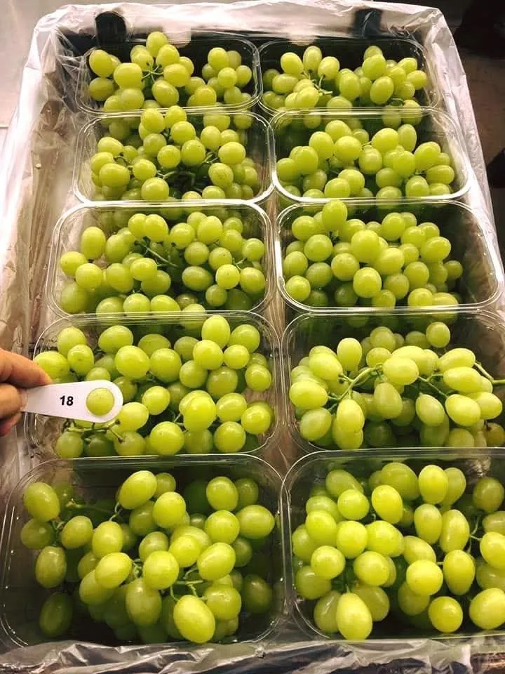 Table Grapes — Photo 2