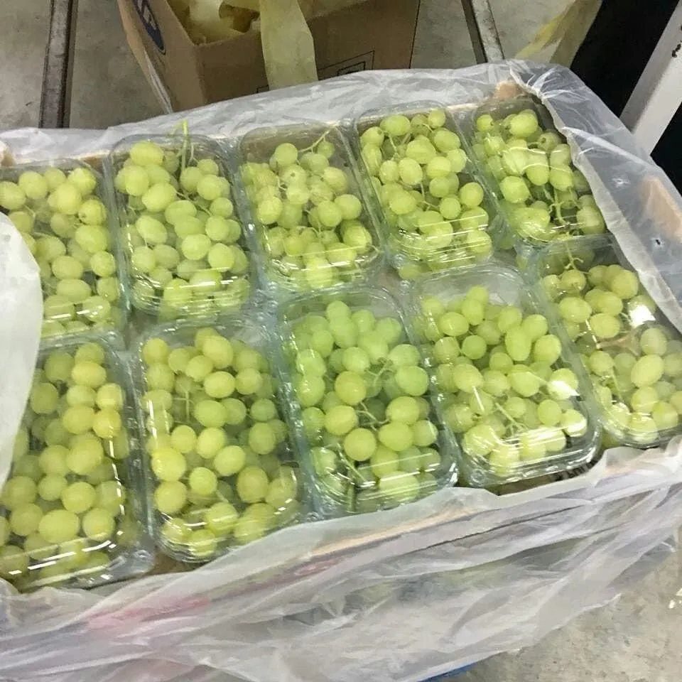Table Grapes — Photo 3