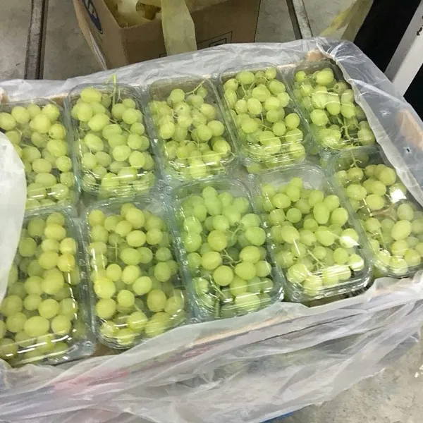 Table Grapes — Photo 3