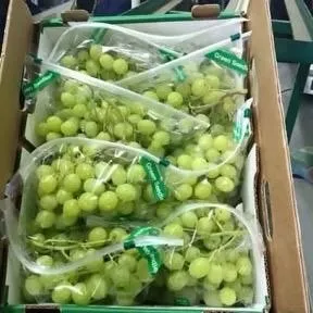 Table Grapes — Photo 4