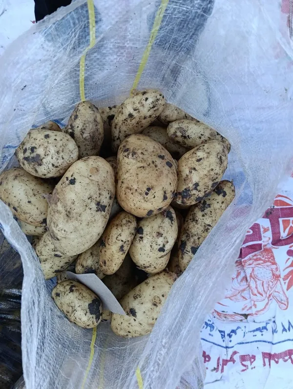 Potatoes — Photo 1