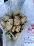 Potatoes — Photo 1