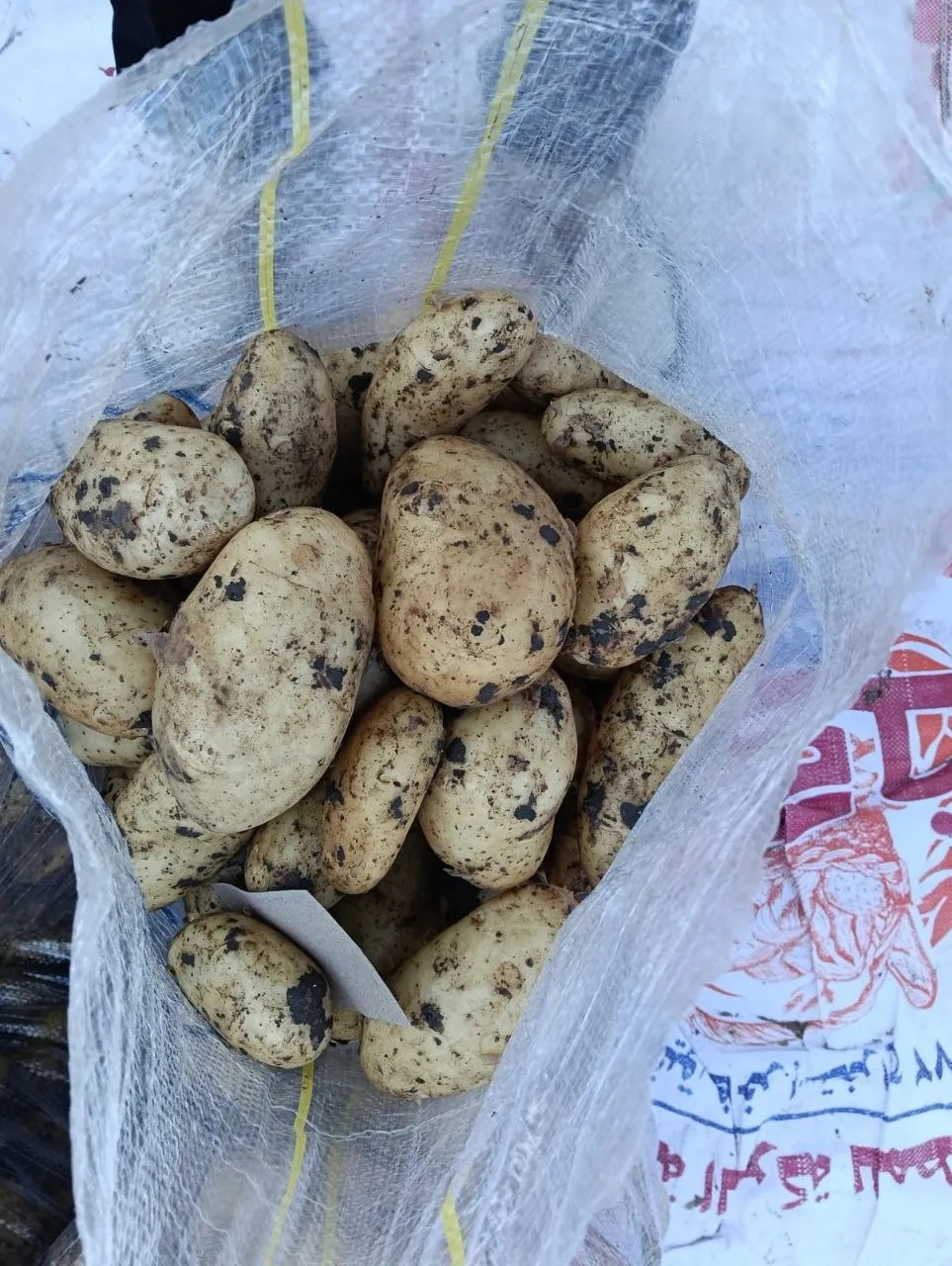 Potatoes — Photo 1