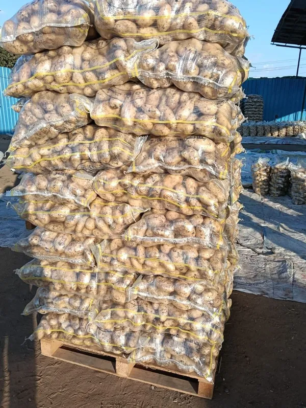 Potatoes — Photo 2