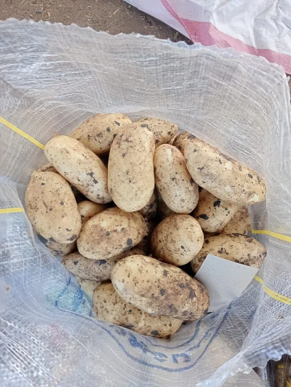 Potatoes — Photo 4