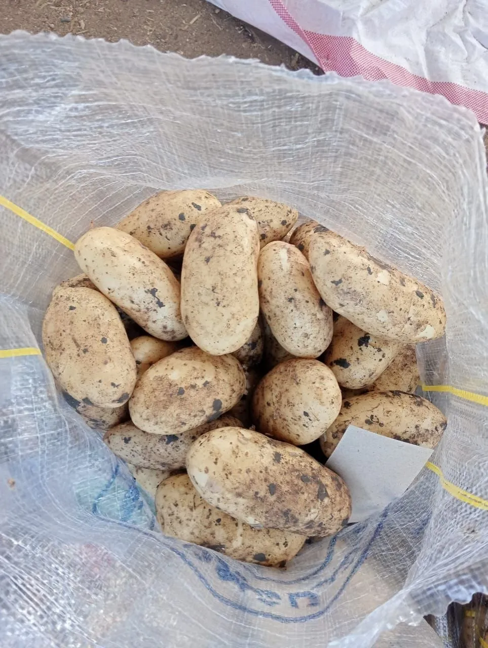 Potatoes — Photo 4