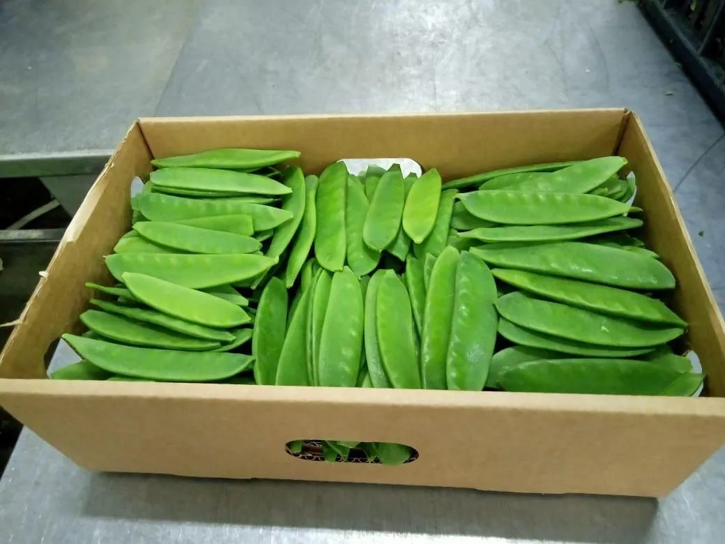 Mangetout — Photo 4