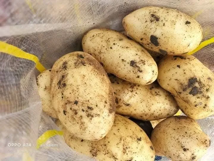 Potatoes — Photo 5