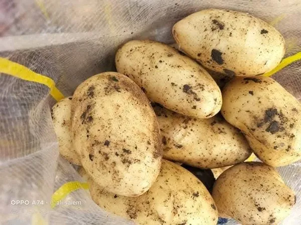 Potatoes — Photo 5
