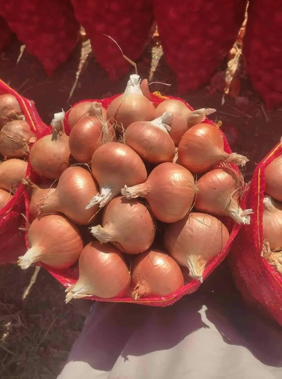 Golden Onions — Photo 2