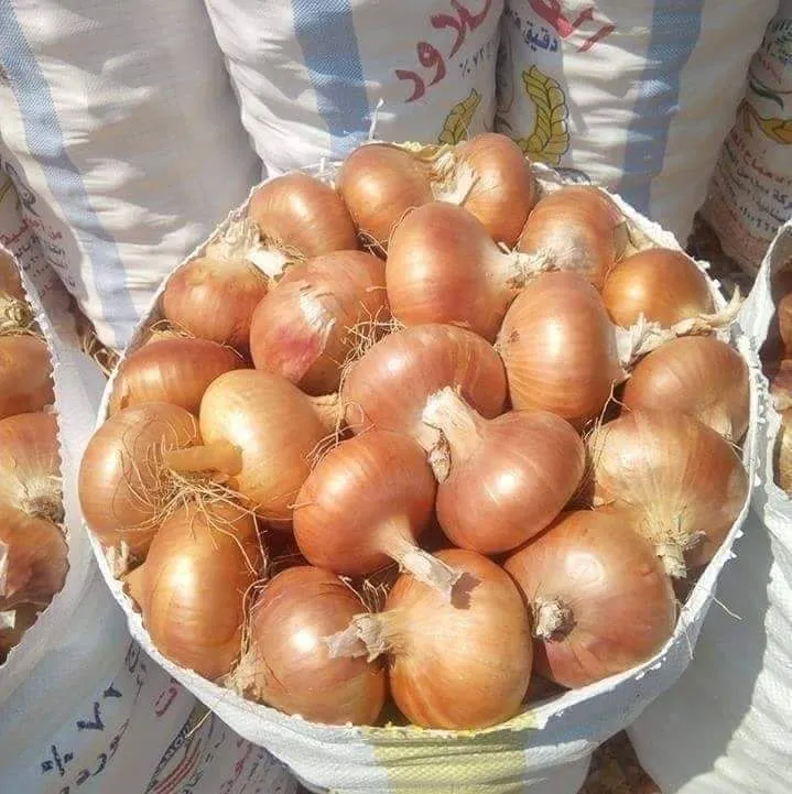 Golden Onions — Photo 3