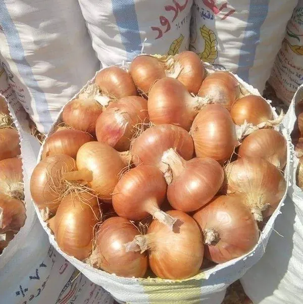 Golden Onions — Photo 3