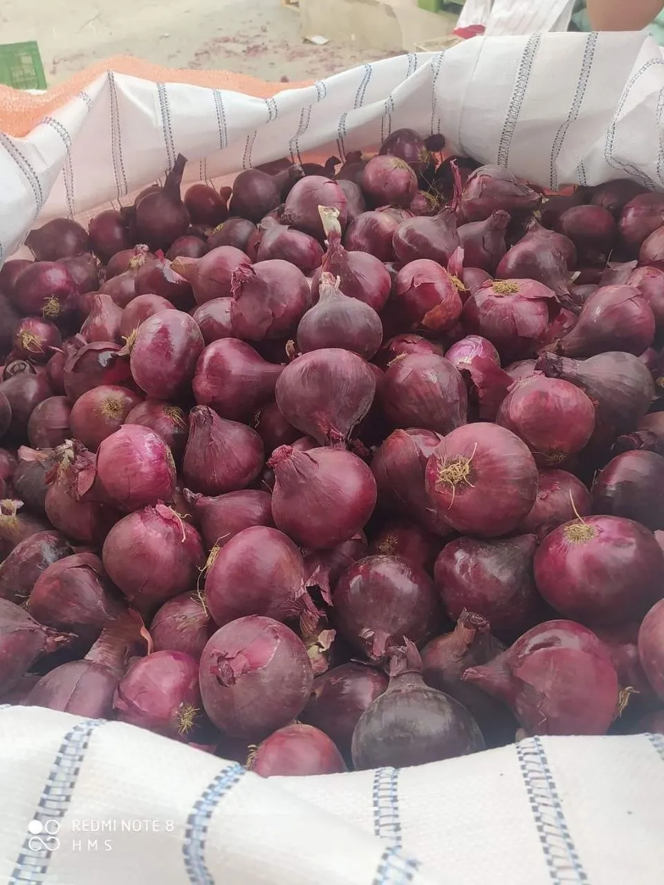 Red Onions — Photo 1