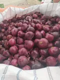 Red Onions — Photo 1