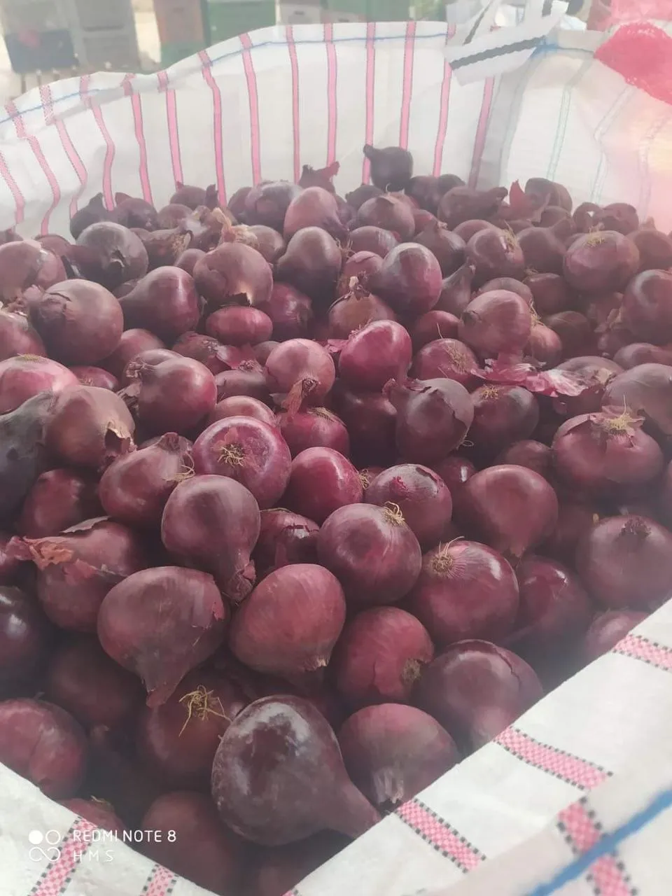 Red Onions — Photo 3