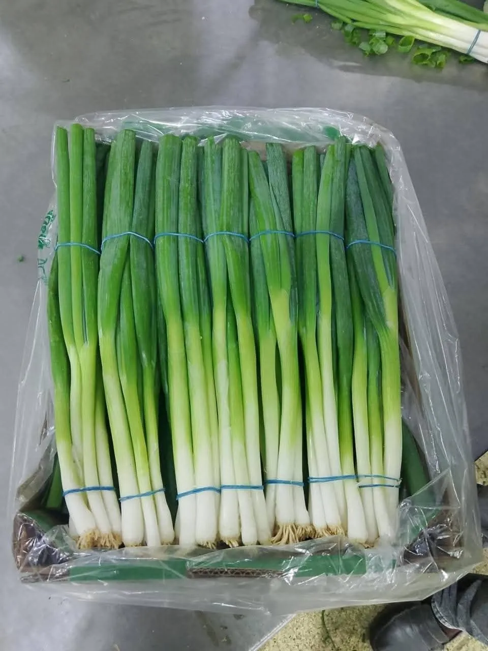 Spring Onions — Photo 3