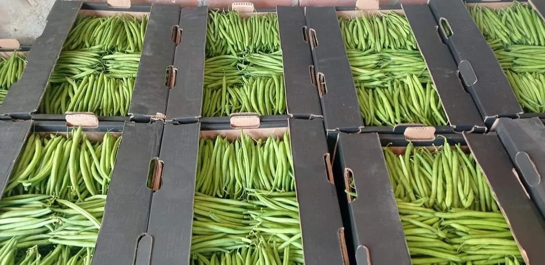 Green Beans — Photo 2