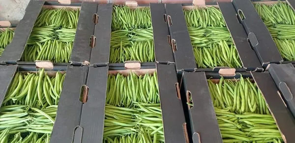 Green Beans — Photo 2