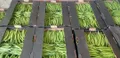 Green Beans — Photo 2
