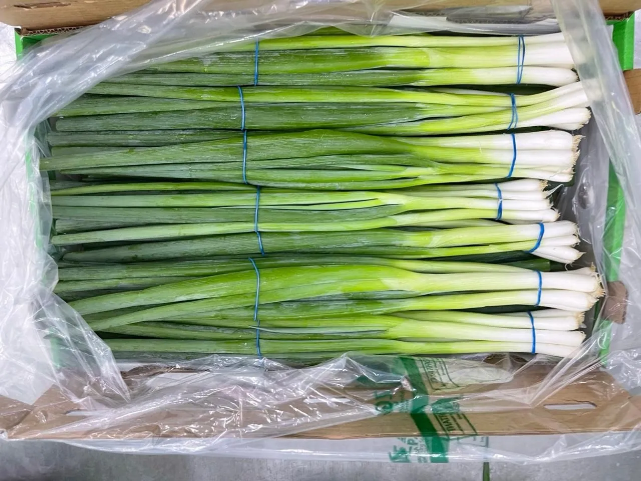 Spring Onions — Photo 4