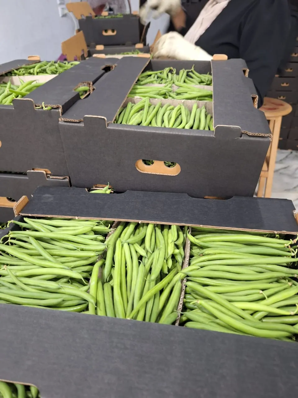 Green Beans — Photo 3