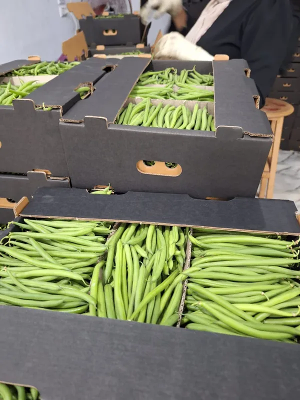 Green Beans — Photo 3