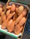 Sweet Potato — Photo 1