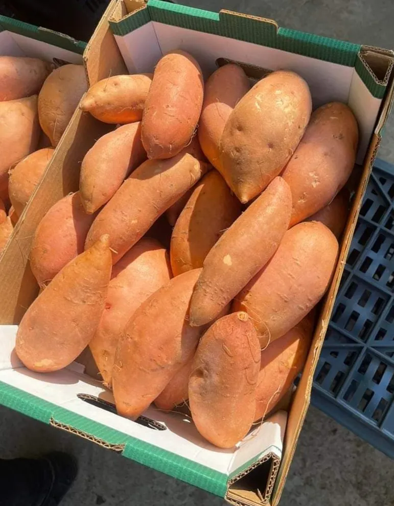Sweet Potato — Photo 1
