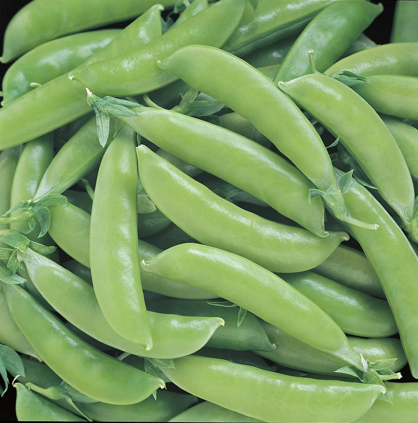 Sugar Snap Peas — Photo 3