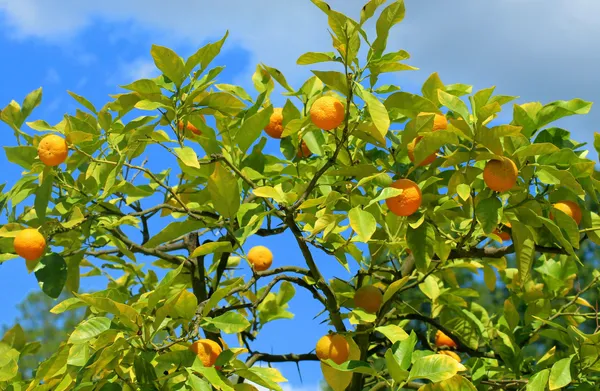 Oranges — Photo 1