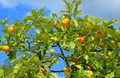 Oranges — Photo 1