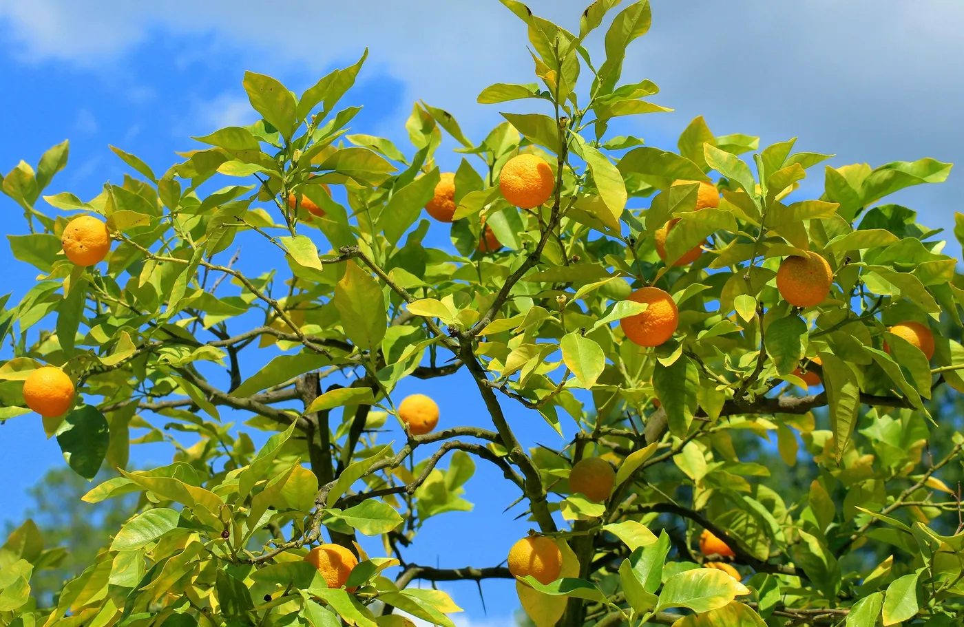 Oranges — Photo 1