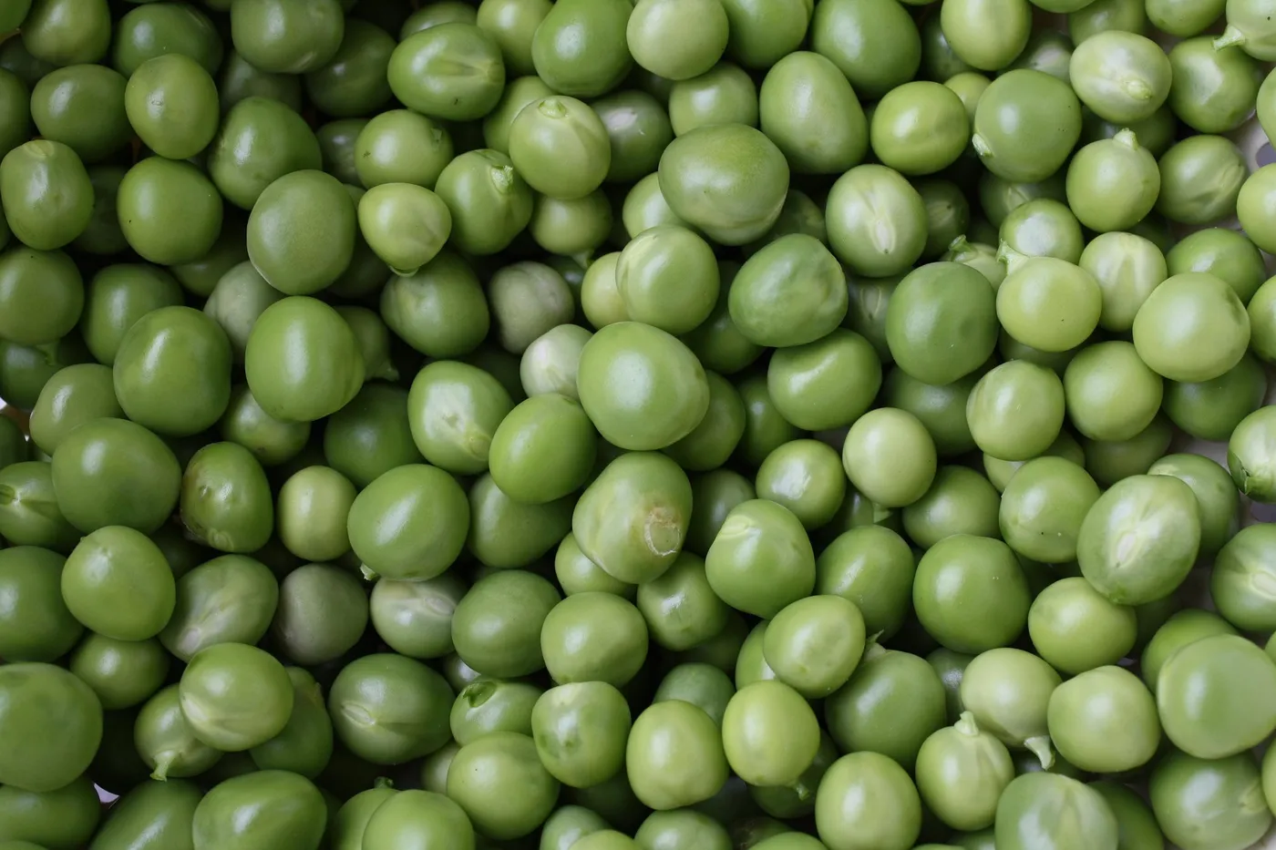 Mangetout — Photo 2