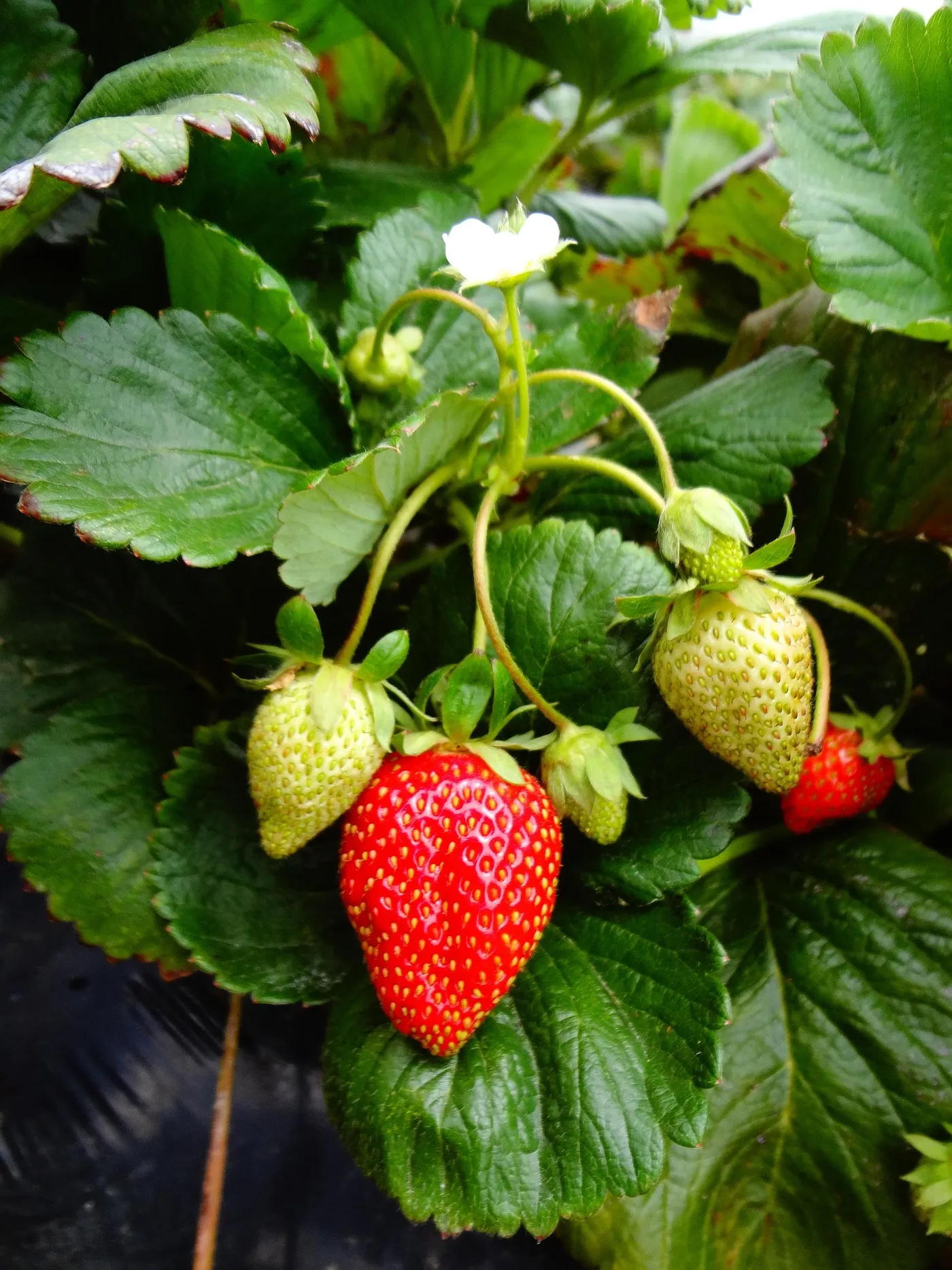 Strawberries — Photo 1