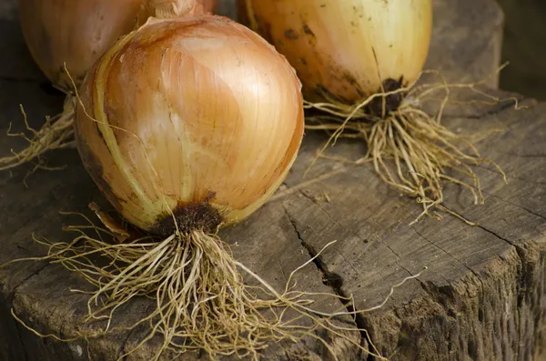 Golden Onions — Photo 1