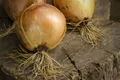 Golden Onions — Photo 1